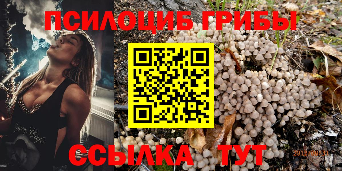 Псилоцибиновые грибы мицелий Новоалтайск
